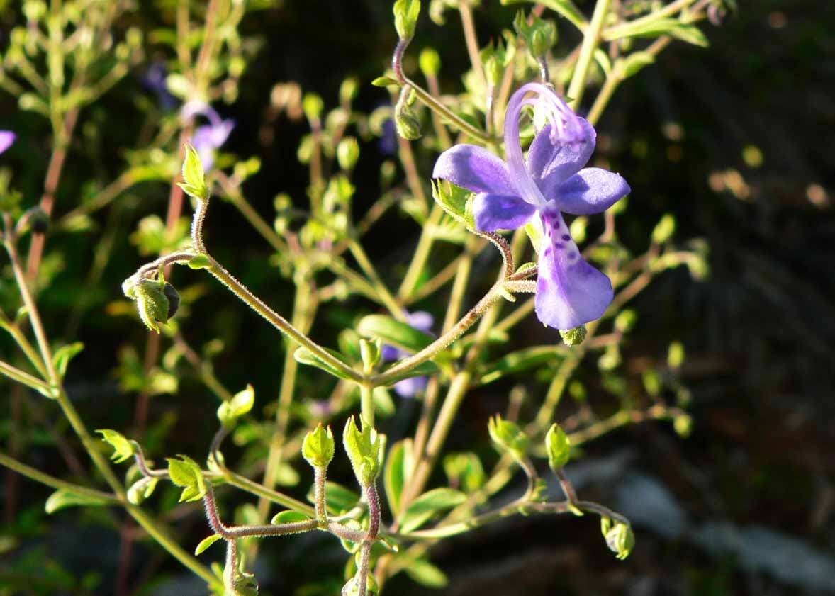 Forked Bluecurls (Trichostema dichotomum) - The Virtual UCF Arboretum