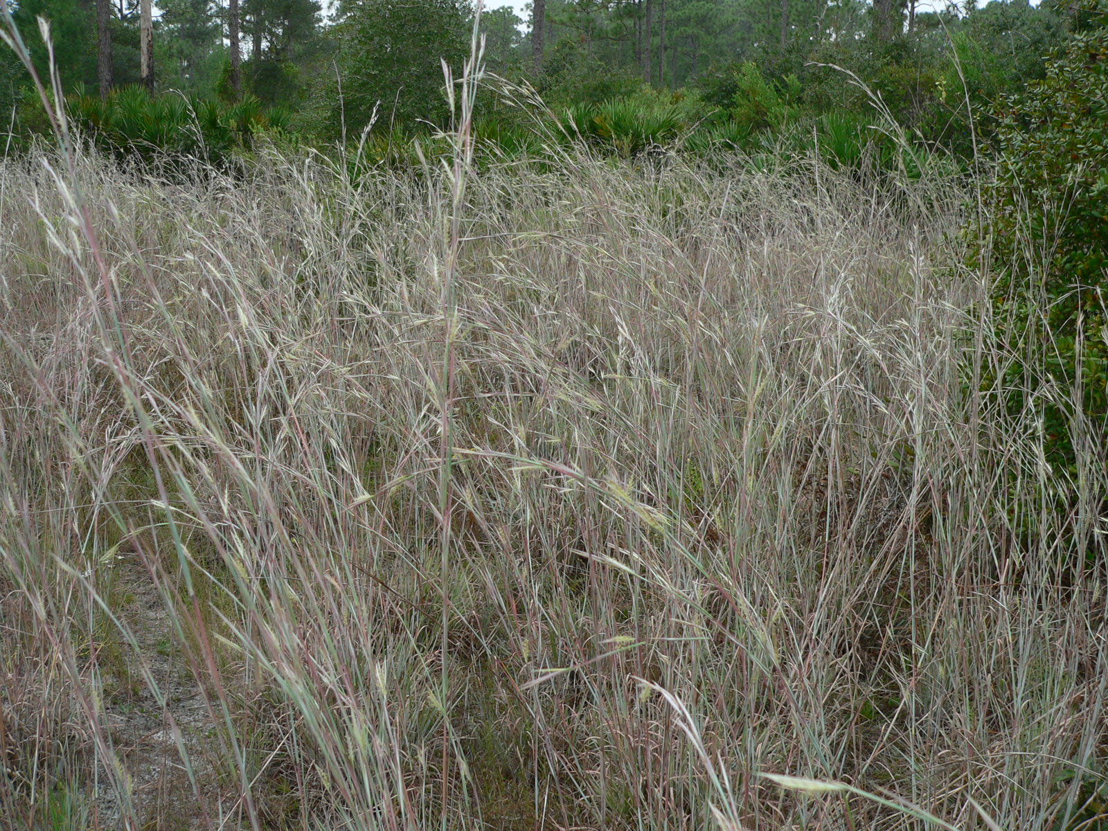 Chalky Bluestem (Andropogon virginicus var. glaucus) - The Virtual UCF ...